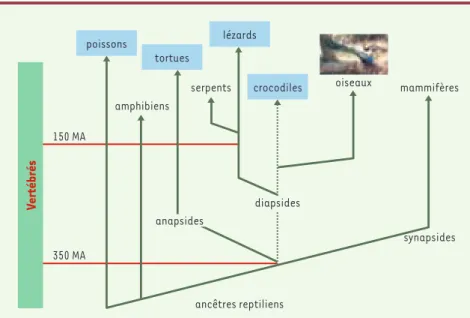 Figure 1. Évolution des vertébrés. Les reptiles diapsides auraient évolué vers les archosauriens (crocodiles/oiseaux) et vers les épidosauriens (lézards/serpents)