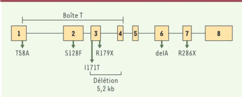 Figure  1. Mutations  du  gène  TPIT dans  les  cas  de  déficit  corticotrope  isolé congénital.