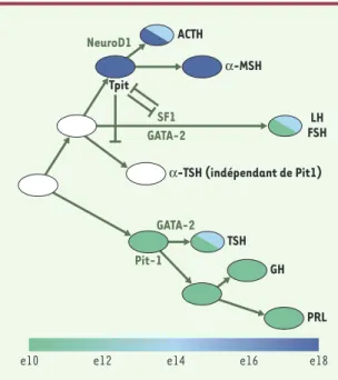 Figure 3. Modèle binaire de différenciation des cellules hypophy- hypophy-saires chez la souris