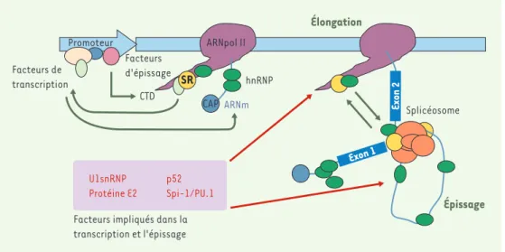 Figure  3. Transcription  et  épissage,  deux  événements  couplés  pour  une  meilleure  régulation  de  l’expression  des gènes