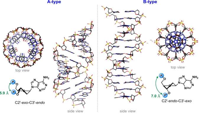 Figure 4. Structures of A-type and B-type double stranded nucleic acids 