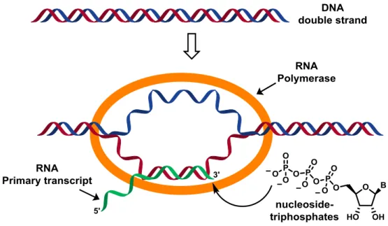 Figure 5. General scheme for DNA transcription 10