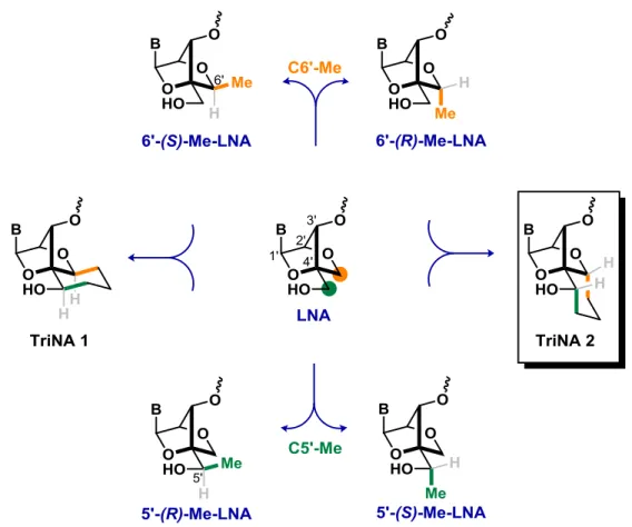 Figure 12. Introduction of a methyl group at different positions of the LNA core. 