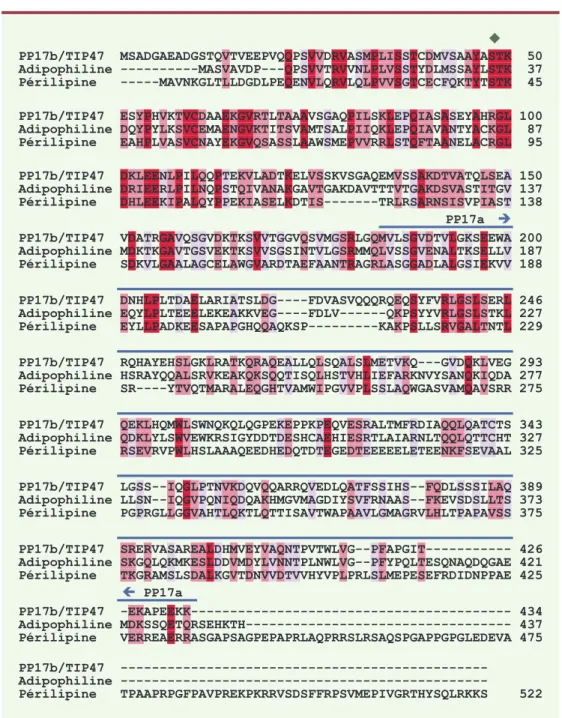 Figure  2. Alignement  global  des  séquences  primaires  humaines  de  la  protéine  TIP47,  de  l’adipophiline  et  de  la périlipine