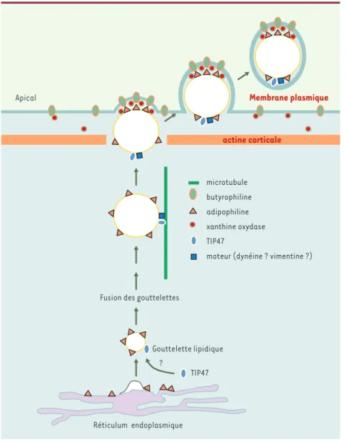 Figure  3. Modèle  du  mécanisme  de  formation des  gouttelettes  lipidiques :  exemple  de  la cellule épithéliale mammaire en lactation
