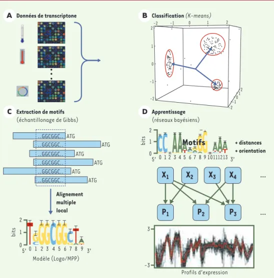 Figure 1. Principales étapes de la méthode d’inférence de règles de régulation transcriptionelle à partir des don- don-nées de transcriptome.
