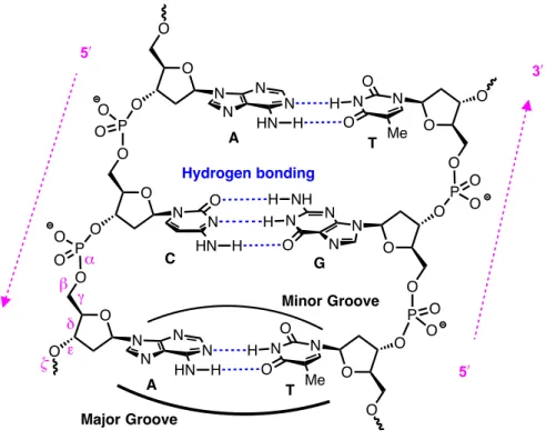 Figure 1.2 – Watson–Crick base pairing of DNA duplex. 