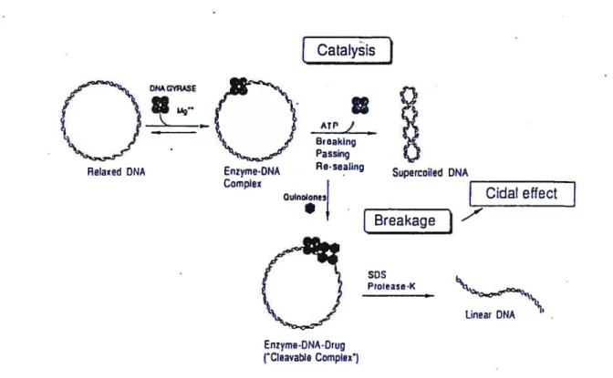 figure 1.2 Schematic presentation of the catalytic ftmction of DNA gyrase and the bactericidal effect of quinolone antibacterials (Reproduced ftom Shen, L.L
