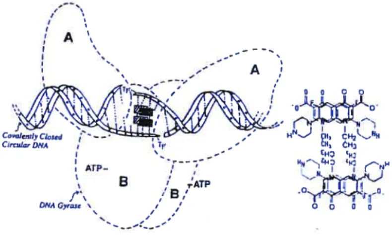 Figure 1.3 Head to tau association allows H-bonding to DNA (reproduced from Shen, L.L.