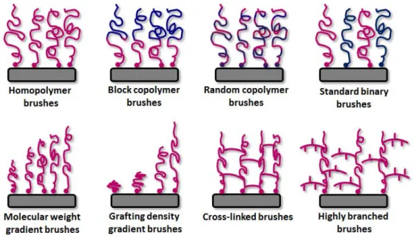 Figure 1-12. Schematic illustration of different polymer brush architectures obtained  via SI-CPR