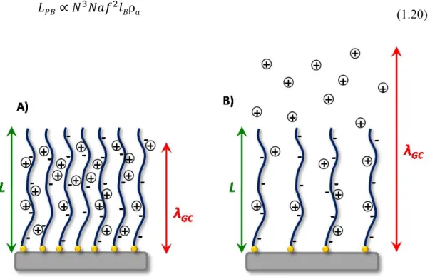 Figure 1-15. Polyacid brushes in the osmotic (A) and Pincus (B) regimes. 
