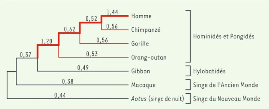 Figure 1. Phylogénie du gène ASPM chez les primates. Les lignées hominidés/pongidés sont sur- sur-lignées en rouge et celle menant à la lignée humaine en gras