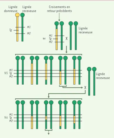 Figure 3. Réduction du segment chromosomique transféré à l’aide de marqueurs génétiques
