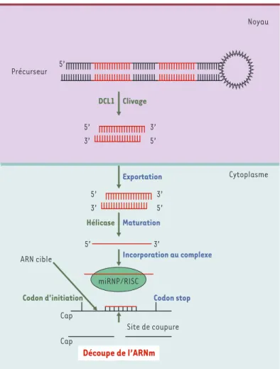 Figure 2. Voie de biogenèse d’un microARN et mode d’action chez les plantes. Aucun pri-microARN n’a été jusqu’alors identifié