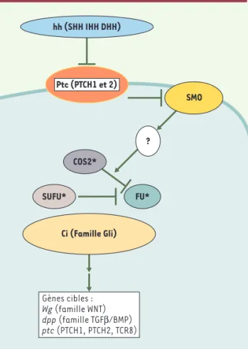 Figure 1. Voie Patched/Sonic Hedgehog. La liaison de Hedge- Hedge-hog (SHH, IHH ou DHH) sur Patched (PTCH) s’accompagne d’une endocytose des complexes Hedgehog/Patched avec, en corollaire, une diminution de la concentration de Patched dans la cellule, prob