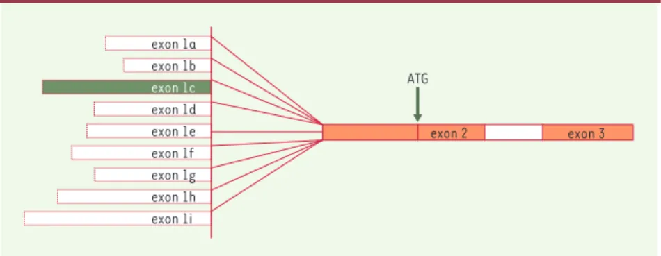 Figure 1. Gène de la NO-synthase. Représentation schématique des différents exons (neuf ) pou- pou-vant être épissés au même exon 2