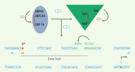 Figure  2. Interactions  protéines-protéines  au  niveau  du  promoteur  minimal  du  gène  NOS-1