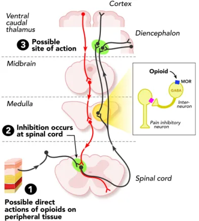Figure 1: Sites of action of opioid analgesics. The ascending pathway shows the sites of central  action on the pain transmission