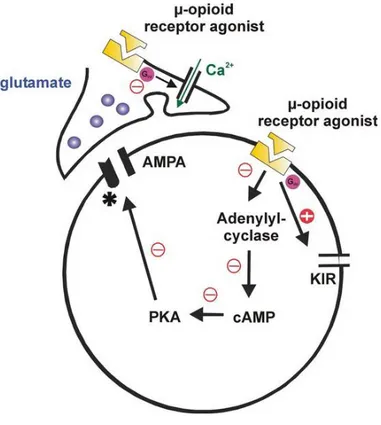 Figure  4:  Pre-  and  post-synaptic  effects  of  MOR  agonists  on  synaptic  transmission