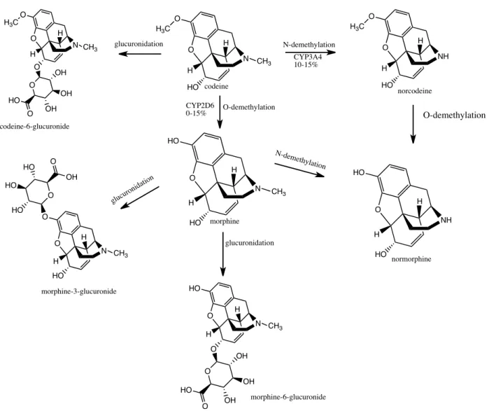 Figure  6:  Drug-metabolizing  enzymes  involved  in  the  metabolism  of  codeine.  In  human,  codeine is bioactivated by CYP2D6 to morphine and demethylated by CYP3A4 to norcodeine an  inactive metabolite
