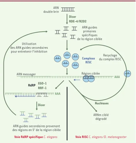 Figure 1. Mécanisme hypothétique de l’interférence par l’ARN chez C. elegans. Après son incorpo- incorpo-ration dans l’animal, l’ARN double brin est découpé en molécules d’ARN de 21 nucléotides [45].