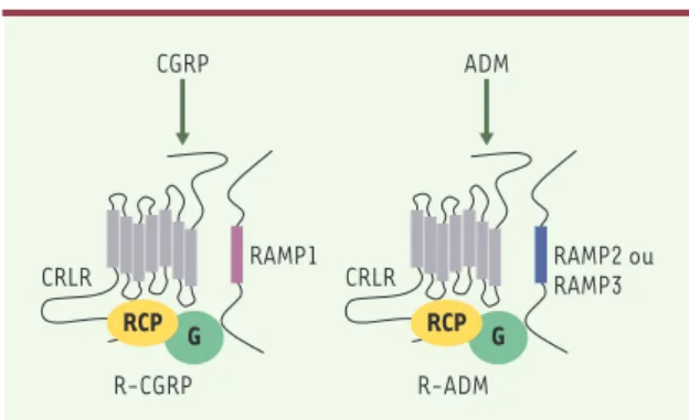 Figure  1. Récepteurs  du  CGRP  (calcitonin  gene-related  pep- pep-tide)  (R-CGRP)  et  de  l’ADM  (adrénomédulline)  (R-ADM)