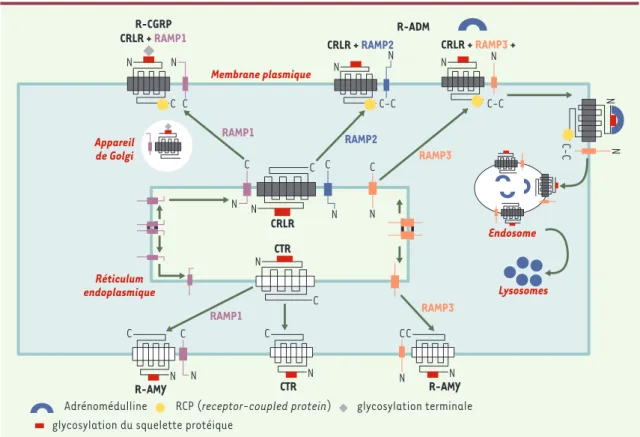 Figure 3. Rôle des RAMP (receptor activity-modifying protein) sur le CRLR (calcitonin receptor-like receptor) et le récepteur de la calcitonine (CTR)