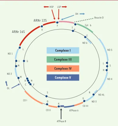 Figure  1. Organisation  du  génome  mitochondrial.  Le  génome  mitochondrial, support de l’hérédité cytoplasmique, est une molécule d’ADN circulaire double brin  de  16 569  paires  de  bases