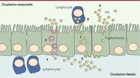 Figure 2. Mécanismes de transmission du VIH in utero. A, B. Des virions libres ou des cellules lymphocy- lymphocy-taires infectés (ou des macrophages) présents dans la circulation maternelle viennent au contact des cellules trophoblastiques