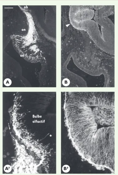 Figure 3. Expression de l’anosmine-1 dans l’ébauche des bulbes olfactifs. Immu- Immu-nodétection  de  la  protéine  NCAM  (neural  cell  adhesion  molecule)  (A,  A’) et  de l’anosmine-1  (B,  B’) sur  des  coupes  parasagittales  adjacentes  de  la  régio