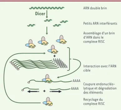 Figure  1. Interférence  par  l’ARN. Les  molécules  d’ARN  double  brin  sont  d’abord découpées par une RNase double brin, l’éminceuse (Dicer), qui produit des  frag-ments d’environ 21 nucléotides, les petits ARN interférants