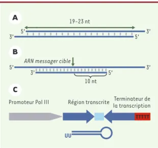 Figure  3. Les  petits  ARN  interférants.  A. ARN  interférant