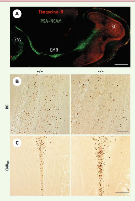 Figure 1. Rôle clé de la Ténascine-R dans la migration radiaire des néo-neurones du bulbe olfac- olfac-tif  adulte