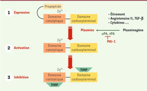 Figure 1. L’activité MMP tissulaire est contrôlée à trois niveaux. L’expression des MMP (métallo- (métallo-protéases matricielles) est stimulée par l’étirement, ainsi que par des peptides tels que  l’angio-tensine II, le TGF- β (tumor necrosis factor- β ) 