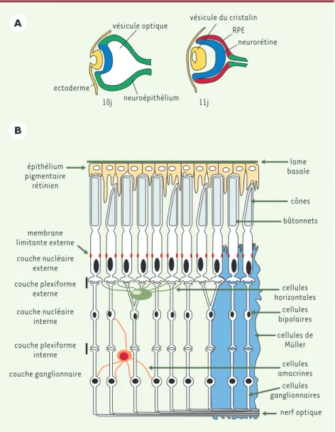 Figure 1. L’œil des mammifères. A. Formation de l’œil dans l’embryon de souris aux jours 10 et 11 de gestation