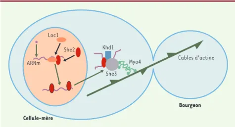 Figure 1. Mécanisme de la localisation de l’ARNm Ash1 dans la levure S. cerevisiae. L’ARNm s’as- s’as-socie  dans  le  noyau  avec  Loc1  et  She2