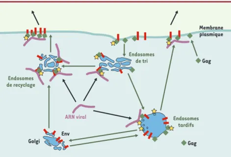 Figure 2. Ciblage des ARN rétroviraux murins vers la membrane plasmique. Des complexes entre les  protéines  Gag  et  Env  se  forment  au  niveau  des  vésicules  endosomales  et  y  recrutent  l’ARN viral