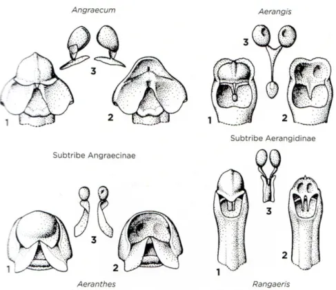 Fig. 1. Comparaison entre Angraecinae et Aerangidinae. 1: colonne avec anthère; 2: rostellum; 