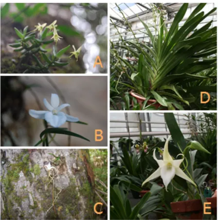 Fig.  3.  Diversification  du  genre  Angraecum.  (A)  A.  sedifolium,  (B)  A.  danguyanum,  (C)  A