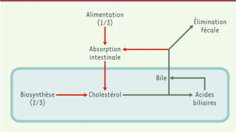 Figure 2. Voies d’entrée (en rouge) et de sortie (en vert) du cholestérol de l’or- l’or-ganisme