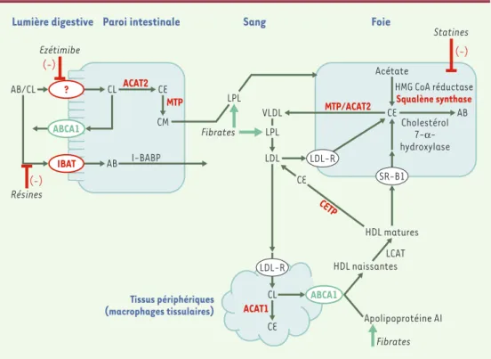 Figure 3. Métabolisme du cholestérol et cibles moléculaires des médicaments contre l’athérosclérose (existants ou en développement)