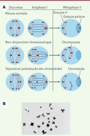 Figure  1. Les  non-disjonctions  méiotiques  ovocytaires.