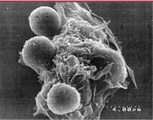 Figure 1. Un macrophage péritonéal de souris repère et engloutit  des  thymocytes  en  apoptose