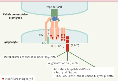 Figure  1. Les  cascades  de  signalisation  induites  par  l’activation  de  Zap-70. La  reconnaissance par le TCR (T cell receptor) de son ligand, sous la forme d’un complexe peptide + CMH (complexe majeur d’histocompatibilité), présenté par la cellule p