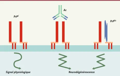 Figure 1. La fonction physiologique de la protéine du prion mise en évidence dans différents modèles est corrélée à la survie neuronale et à la défense contre le stress oxydant