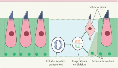 Figure 2. Potentiel régénératif des cellules souches du vestibule de la souris. Les épithéliums sen- sen-soriels de l’oreille interne sont composés de deux types cellulaires : les cellules ciliées (rose) et les cellules de soutien (vert)