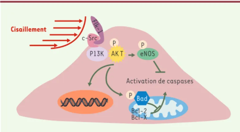 Figure 3. Monoxyde d’azote (NO), protéine kinase Akt (Akt) et apoptose. L’ac- L’ac-tivation de la protéine kinase Akt protège la cellule endothéliale de l’apoptose en inhibant la voie de caspases, soit en activant la synthèse de NO par  l’inter-médiaire de