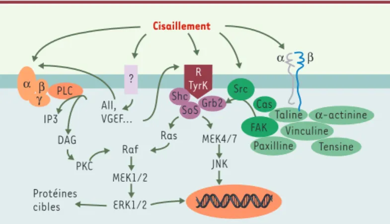 Figure  4. Voies  de  transduction  mécanique  menant  à  l’activation  des  MAP- MAP-kinases  (mitogen  activated  protein  MAP-kinases)  ERK  1/2  (extracellular   signal-regulated protein kinase 1/2) et JNK (c-jun N-terminal kinase) dans les cellules en