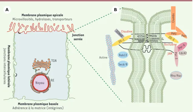 Figure  1.  Organisation  des  complexes  protéiques  au  sein  des  jonctions  serrées