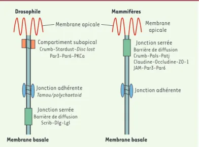 Figure  2. Comparaison  des  jonctions  intercellulaires  des  cellules  épithéliales chez la drosophile et chez les mammifères